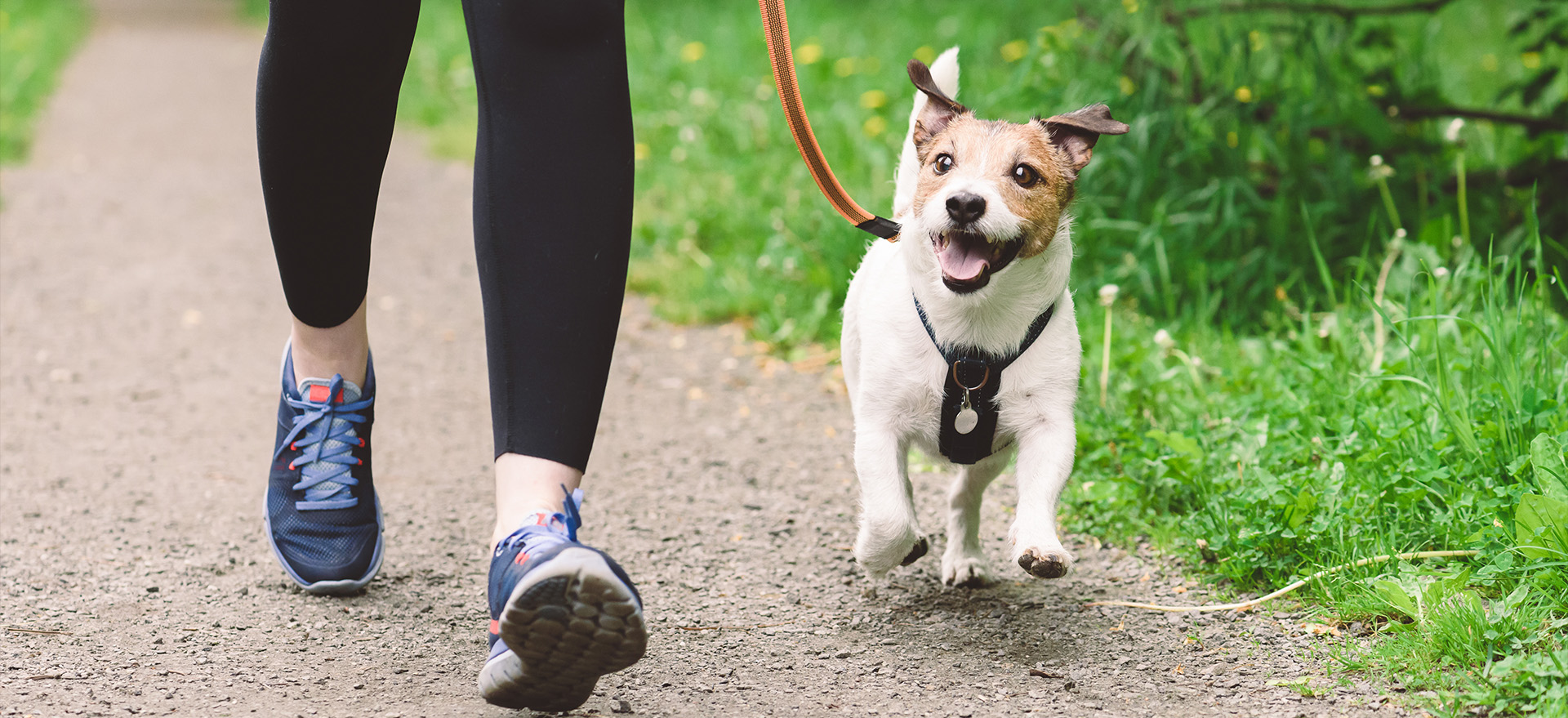 Happy Hounds Pet Care
