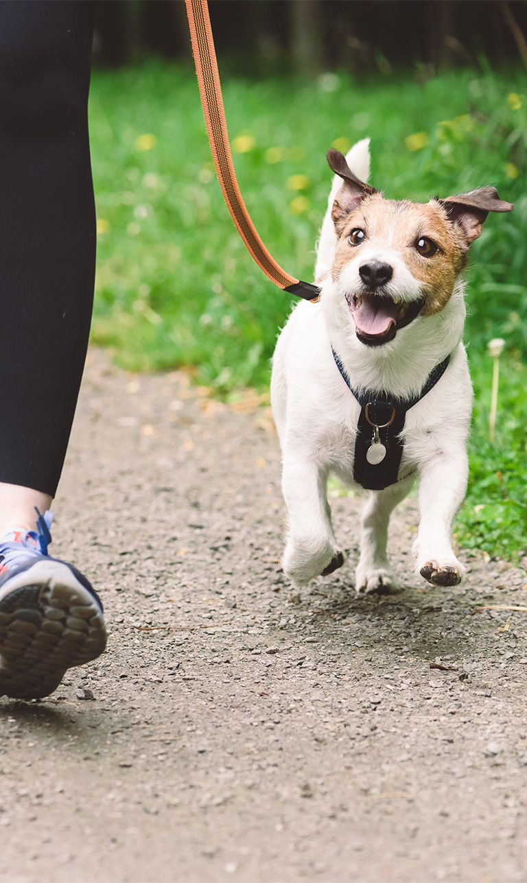Happy Hounds Pet Care